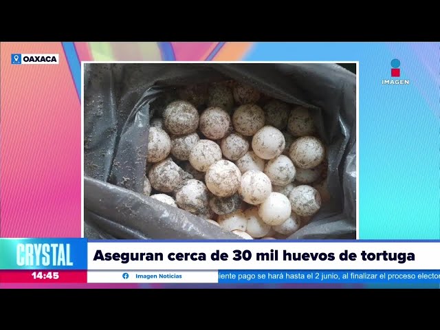 Aseguran cerca de 30 mil huevos de tortuga golfina en Oaxaca