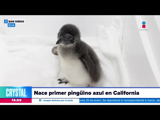 Nace el primer pingüino azul en California, Estados Unidos