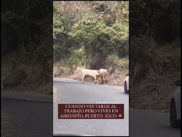 Lo que se ve en el campo de Puerto Rico 