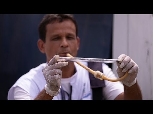 Explosion des cas de dengue au Brésil, Rio en état d'urgence à deux jours de l'ouverture d