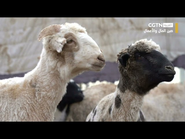 صين المال والأعمال:  الحياة السعيدة لأهل المناطق الحدودية الصينية（02/02）