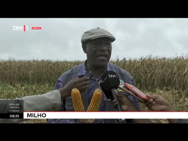 Milho - Fazenda Quizenza-Lutete prevê colher 13 mil toneladas em Malanje