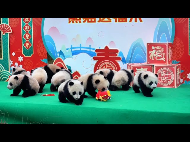 Panda cubs send "Lunar New Year greetings" from China's Sichuan