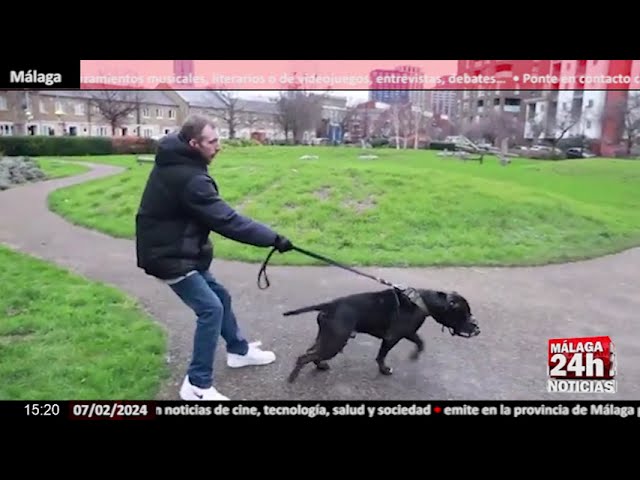 Noticia - Tener un American Bully XL puede ser delito en Reino Unido