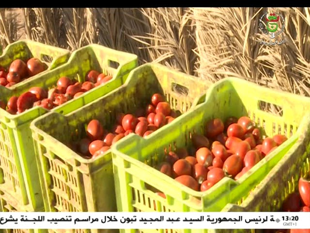 ⁣شعبة الطماطم ..أرقام ومؤشرات إنتاج مشجعة