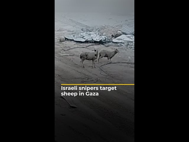 Israeli snipers target sheep in Gaza | #AJshorts