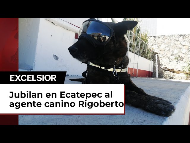 Policía de Ecatepec jubila al agente canino Rigoberto tras cinco años de servicio