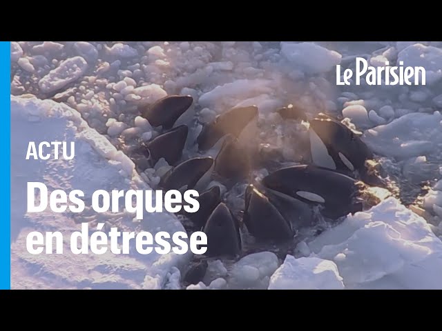 Japon : des orques piégées par la glace filmées en train de lutter pour leur survie