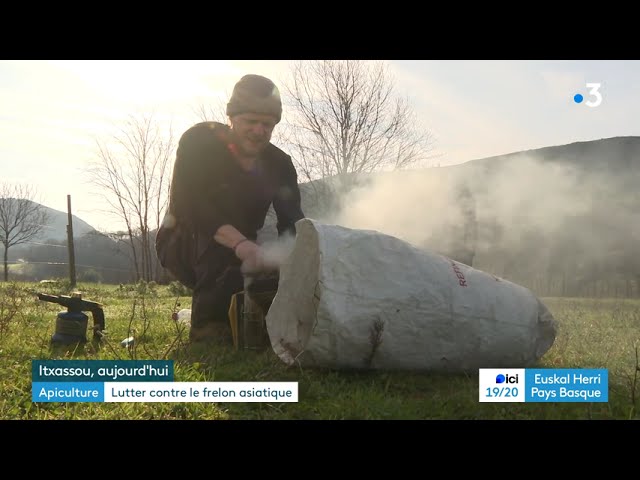 Lutte pour la survie des abeilles face au frelon asiatique