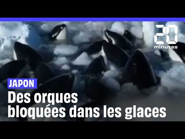 Japon : Des orques coincées dans les glaces tentent de survivre