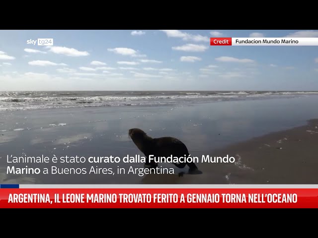 Argentina, il leone marino ferito torna nell’oceano