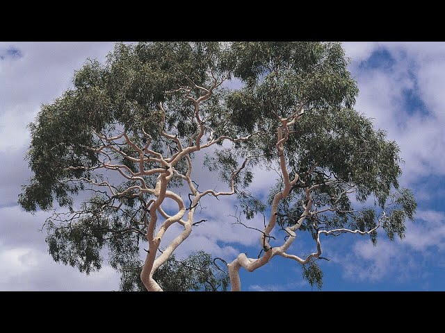 Woman dies after being struck by fallen tree in Adelaide