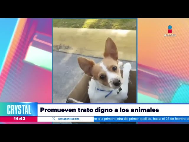 Partido Verde promueve el trato digno para los animales | Noticias con Crystal Mendivil