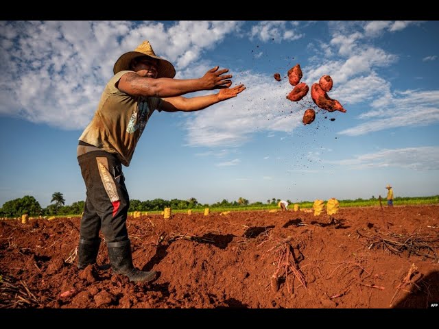 Info Martí | Campesinos cubanos desmienten justificación oficialista