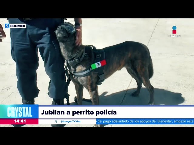 Jubilan a Rigoberto, perrito policía de Ecatepec | Noticias con Crystal Mendivil