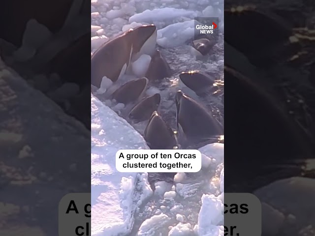 Pod of orcas trapped in drift ice reportedly break free #japan #orcas