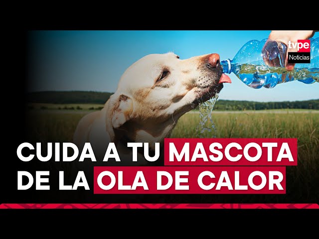 Verano 2024: consejos para evitar golpes de calor en mascotas