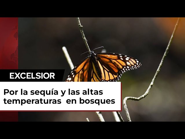 Desciende 59.3% de la población de mariposa monarca en México