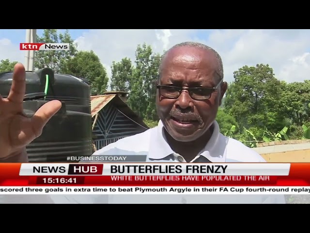 White Butterfly Migration Leaves Kenyans Perplexed