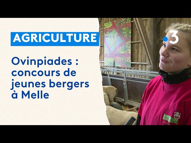 Ovinpiades : concours de jeunes bergers à Melle