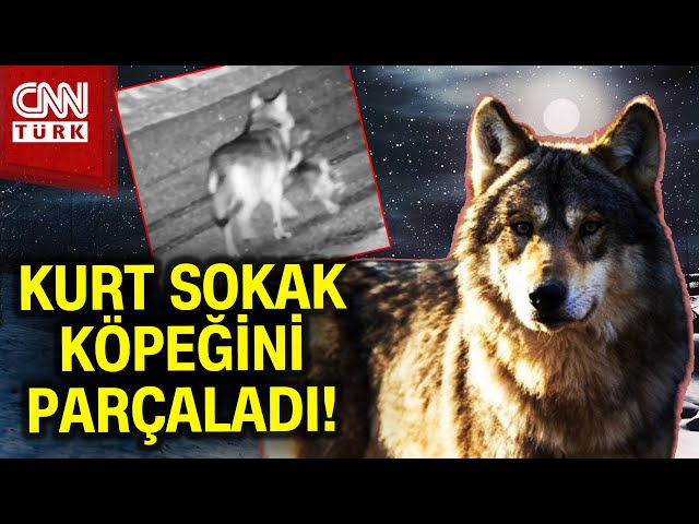 Gümüşhane'de Aç Kalan Kurt Sokak Köpeğini Avladı! İşte O Anlar... #Haber