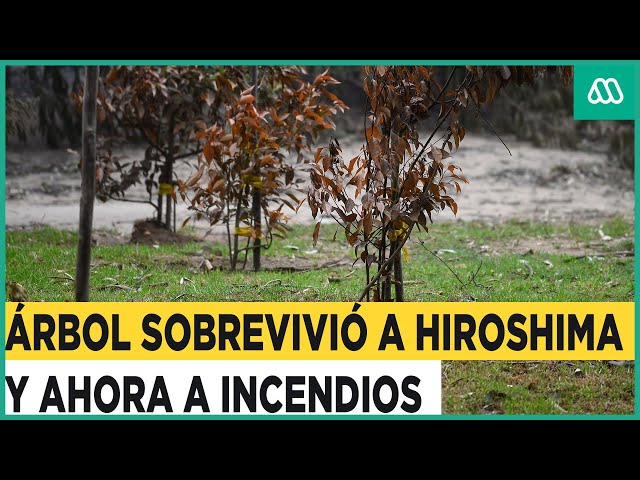 Árbol que sobrevivió a bomba atómica lo hizo también a incendio de Jardín Botánico de Viña del Mar