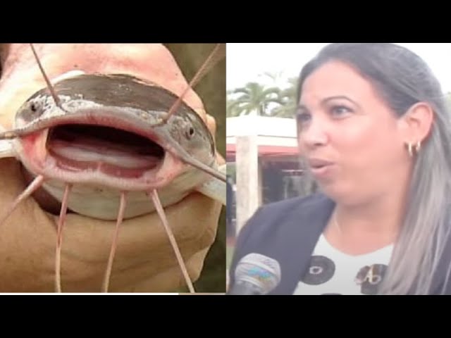 Insólito: crían Clarias en la cisterna de un hotel de Isla de la Juventud, Cuba