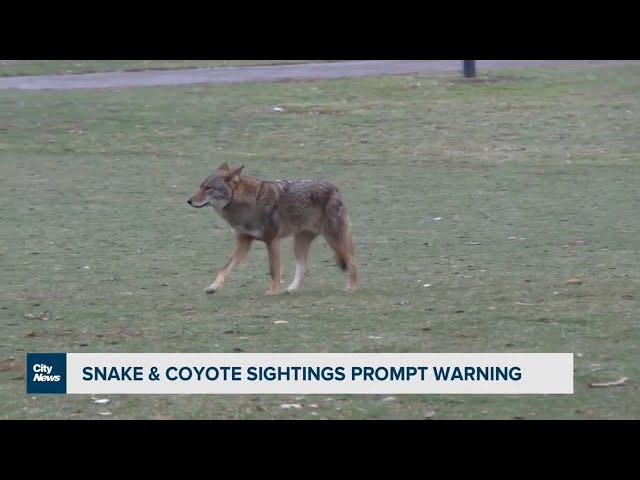 Snake and Coyote sightings prompt warning