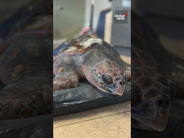 Loggerhead sea turtle rescued off BC coast  #AnimalRescue