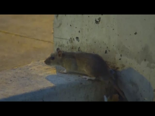 Rise in rat sightings across Metro Vancouver