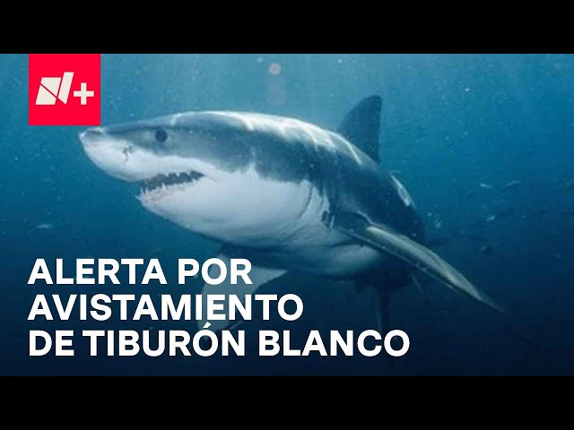 Alerta en costas de Sonora por avistamiento de un tiburón blanco - En Punto