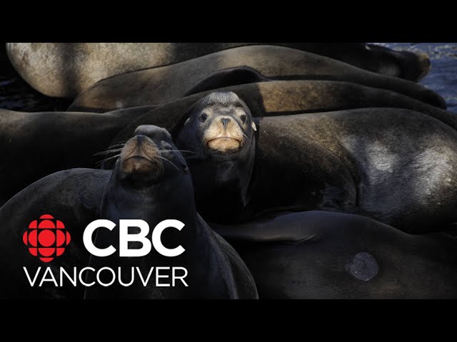 Sea lions spend the winter on B.C.’s Trial Islands