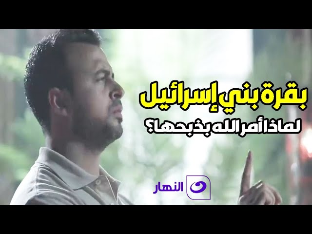 قصة بقرة بني إسرائيل .. لماذا أمر الله بذبحها ؟