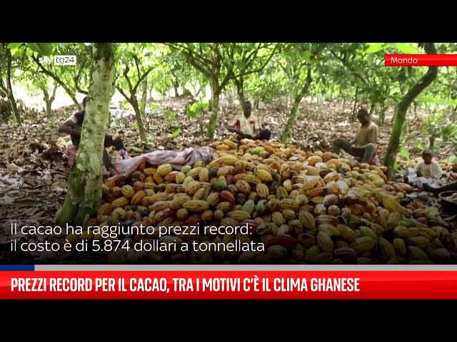 Prezzi record per cacao, tra i motivi c'è il clima ghanese