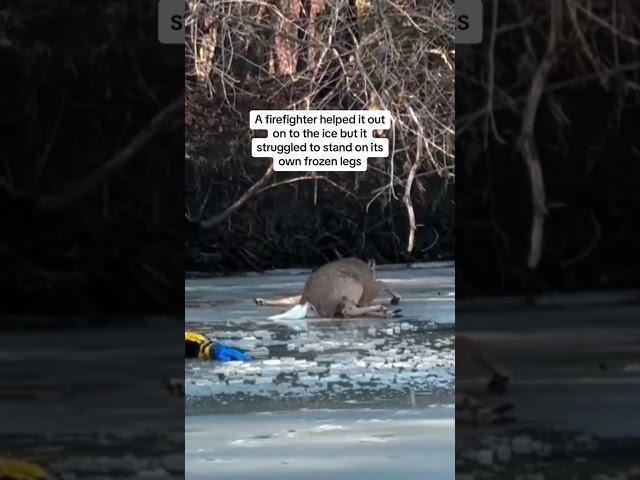 Deer rescued after falling through ice