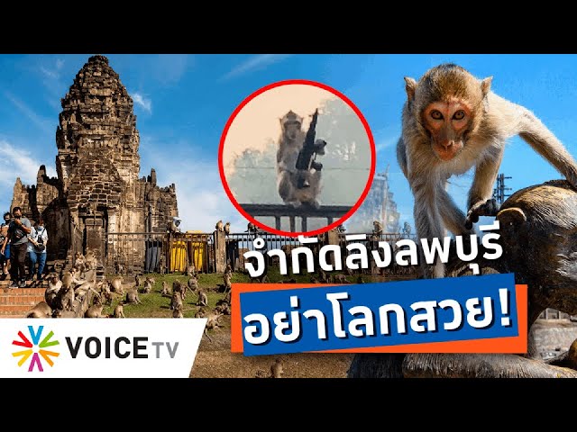 ลพบุรีหรือพิภพวานร? จะแก้ปัญหาลิงยึดเมือง ต้องเด็ดขาด-อย่าโลกสวย!-Talking Thailand