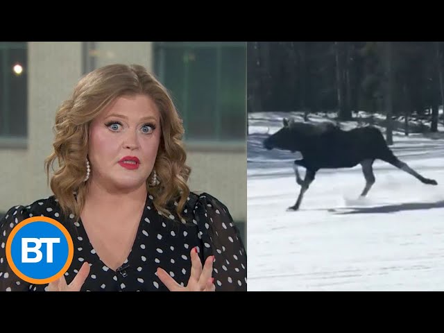 WATCH as a moose chases skiers down a hill in Wyoming