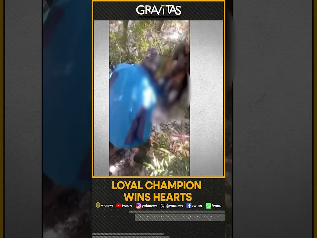 Gravitas | Loyal champion wins hearts | WION Shorts