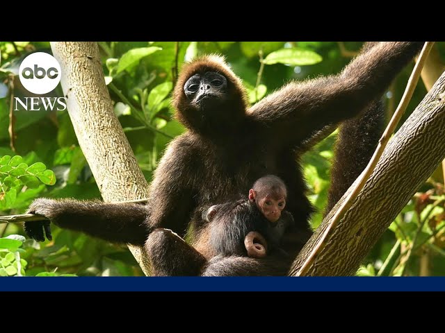 Spider monkey birth documented in the wild for 1st time