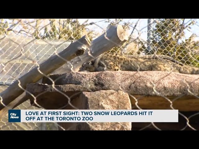 Love at first sight: Two snow leopards hit it off at the Toronto Zoo