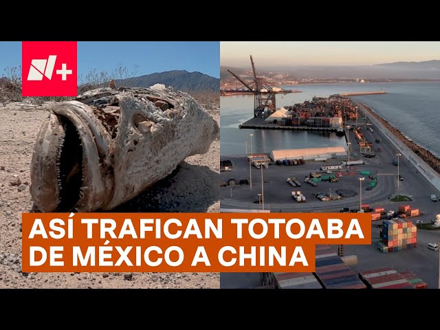 Así trafican especies marinas en peligro de extinción de México a China - N+