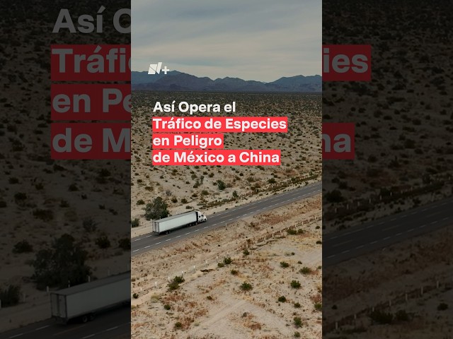 Así trafican especies marinas en peligro de extinción de México a China - N+ #Shorts