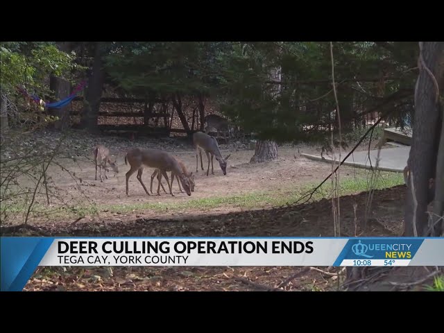 Deer culling operation ends in Tag Cay