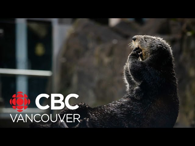 Vancouver Aquarium otters make Super Bowl LVIII prediction