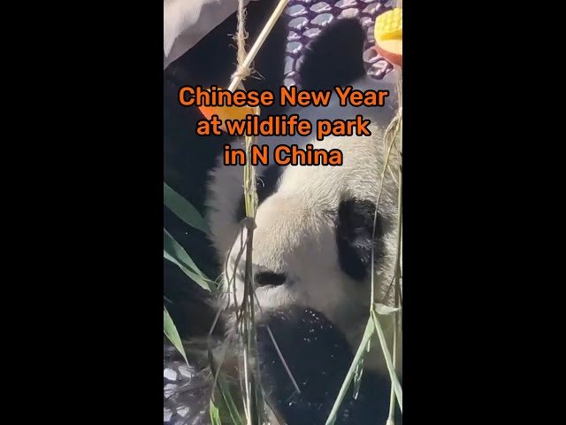 Chinese New Year at wildlife park in N China