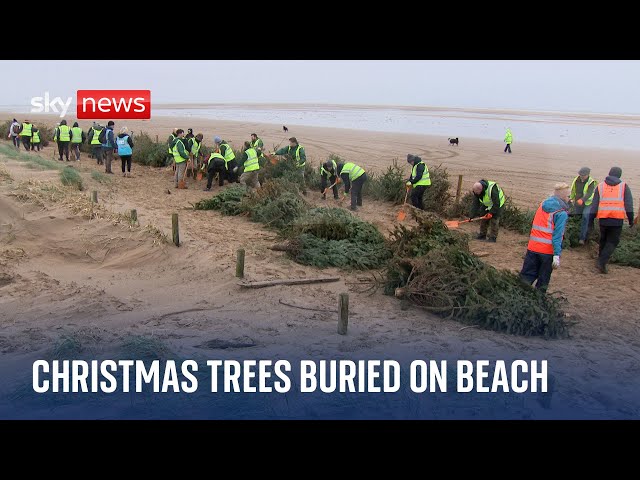 ⁣Why are Christmas trees being buried on Blackpool Beach?