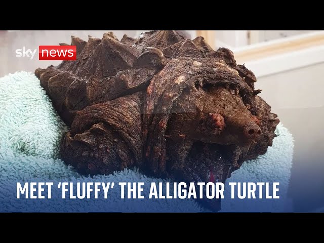 'Dangerous' alligator snapping turtle found in Cumbria lake