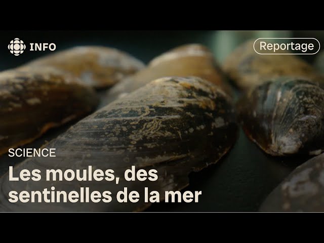 Des moules pour prédire le climat du nord | Découverte