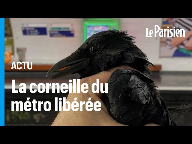 Paris : la corneille restée coincée 3 mois dans le métro a enfin été libérée