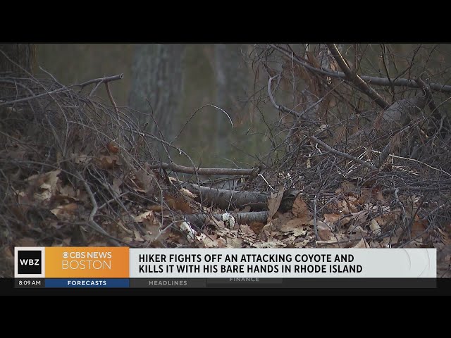 Hiker kills coyote after getting attacked in Johnston, Rhode Island